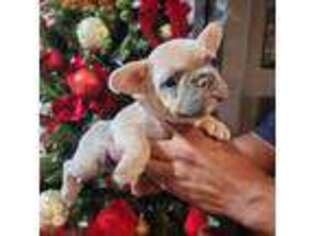 French Bulldog Puppy for sale in Pontiac, MI, USA
