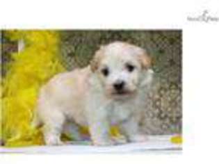 Havanese Puppy for sale in Sioux City, IA, USA