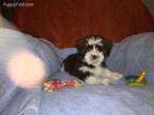 Havanese Puppy for sale in Wake Forest, NC, USA