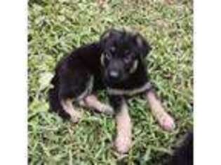 German Shepherd Dog Puppy for sale in New Haven, CT, USA