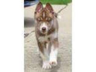 Siberian Husky Puppy for sale in Brunswick, OH, USA