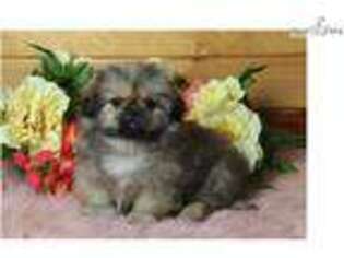 Pekingese Puppy for sale in Springfield, MO, USA