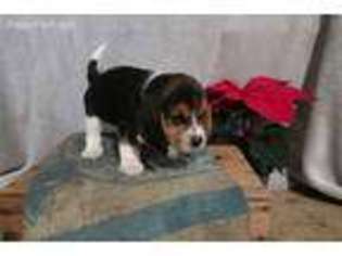 Beagle Puppy for sale in Stevens, PA, USA