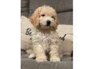 Mutt Puppy for sale in West Hills, CA, USA