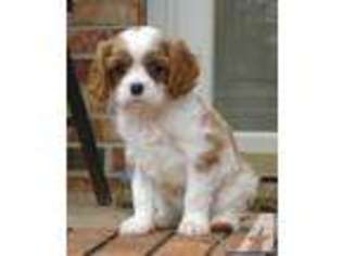 Cavalier King Charles Spaniel Puppy for sale in ANDERSON, SC, USA