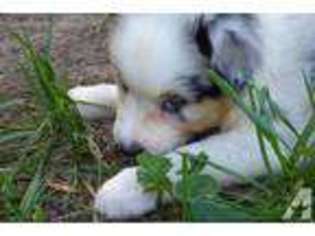 Australian Shepherd Puppy for sale in HIGH RIDGE, MO, USA