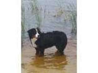 Bernese Mountain Dog Puppy for sale in Montrose, CO, USA