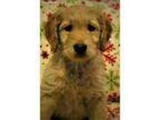 Goldendoodle Puppy for sale in Pittsfield, MA, USA