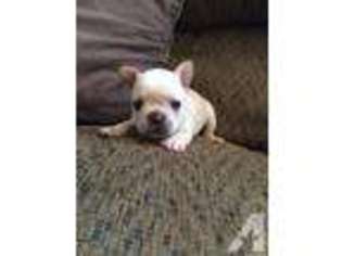 French Bulldog Puppy for sale in TAWAS CITY, MI, USA