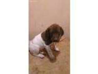German Shorthaired Pointer Puppy for sale in Glencoe, MN, USA