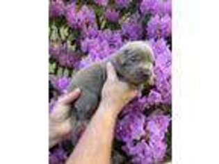 Labrador Retriever Puppy for sale in Leon, WV, USA