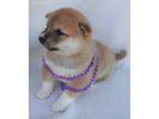 Shiba Inu Puppy for sale in Freeport, FL, USA