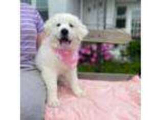 Great Pyrenees Puppy for sale in Bridgeton, NJ, USA