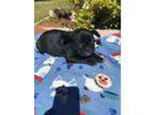 French Bulldog Puppy for sale in Montgomery, AL, USA