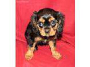 Cavalier King Charles Spaniel Puppy for sale in Celina, TN, USA