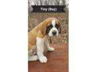 Saint Bernard Puppy for sale in Joplin, MO, USA