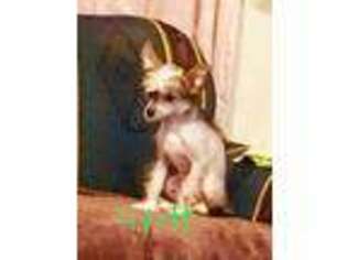 Chinese Crested Puppy for sale in Nelsonville, OH, USA