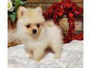 Pomeranian Puppy for sale in Center Ridge, AR, USA
