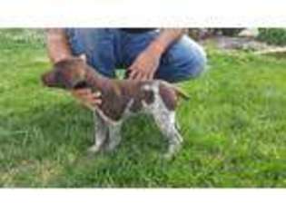 German Shorthaired Pointer Puppy for sale in Willard, MO, USA