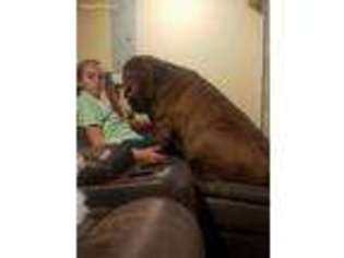 Neapolitan Mastiff Puppy for sale in Greenwood Springs, MS, USA