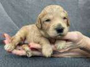 Labradoodle Puppy for sale in Orange, TX, USA