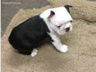 Boston Terrier Puppy for sale in Piedmont, MO, USA