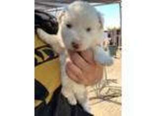 Australian Shepherd Puppy for sale in Pleasant Hill, CA, USA