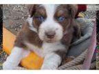 Australian Shepherd Puppy for sale in Lansing, MI, USA