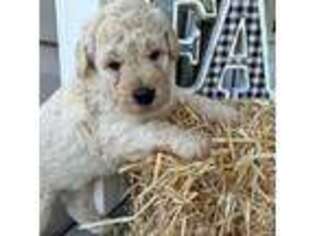 Mutt Puppy for sale in West Union, SC, USA