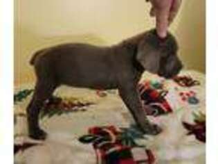 Cane Corso Puppy for sale in Federalsburg, MD, USA