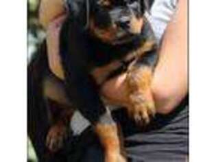 Rottweiler Puppy for sale in Green Bay, WI, USA