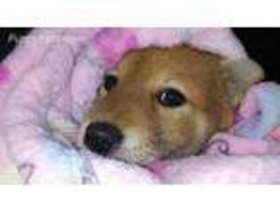 Shiba Inu Puppy for sale in Fillmore, IL, USA