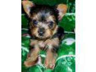 Yorkshire Terrier Puppy for sale in Bloomington, CA, USA