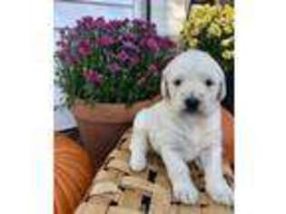 Labradoodle Puppy for sale in Xenia, OH, USA