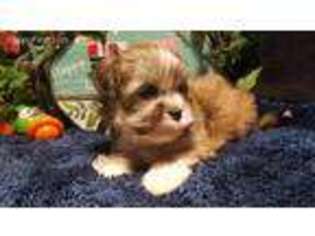 Lhasa Apso Puppy for sale in Jay, OK, USA