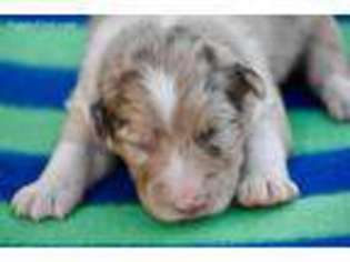 Australian Shepherd Puppy for sale in Denton, MD, USA