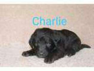 Labradoodle Puppy for sale in Waynesboro, VA, USA