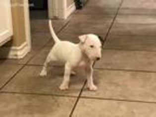 Bull Terrier Puppy for sale in Grand Junction, CO, USA