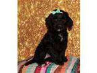 Portuguese Water Dog Puppy for sale in Lyons, NE, USA