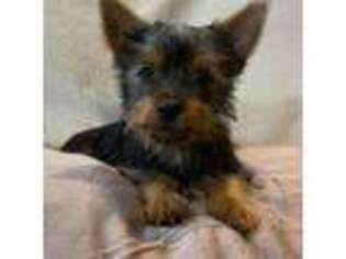 Silky Terrier Puppy for sale in Kaaawa, HI, USA
