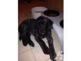 Mastiff Puppy for sale in BOYNE FALLS, MI, USA