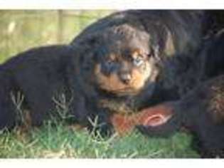 Rottweiler Puppy for sale in Edmond, OK, USA