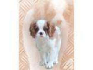 Cavalier King Charles Spaniel Puppy for sale in VALENCIA, PA, USA
