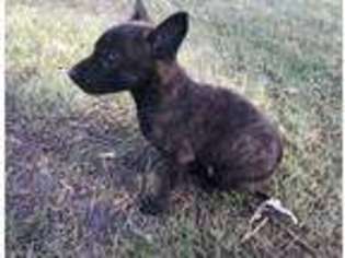 Dutch Shepherd Dog Puppy for sale in Pewaukee, WI, USA