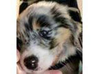 Australian Shepherd Puppy for sale in West Tisbury, MA, USA