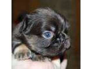 French Bulldog Puppy for sale in Flippin, AR, USA