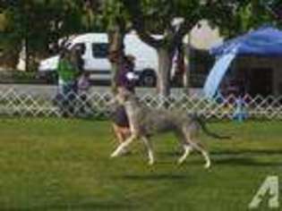 Irish Wolfhound Puppy for sale in RAYMOND, CA, USA