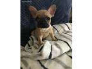 French Bulldog Puppy for sale in Riverside, NJ, USA
