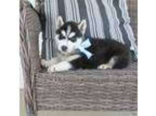 Siberian Husky Puppy for sale in Hugo, OK, USA