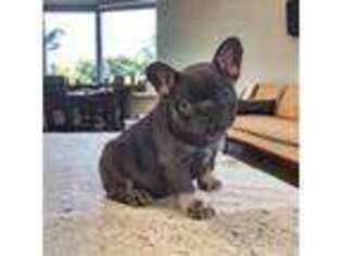 French Bulldog Puppy for sale in New Carlisle, IN, USA